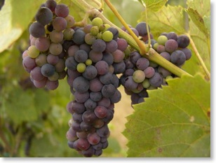 grapes